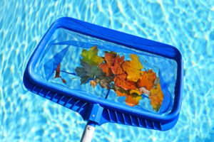 Skimming leaves from pool. Cleaning swimming pool of fall leaves with blue skimmer before closing. Prepping your pool for fall. Viking Pools & Outdoor Living.